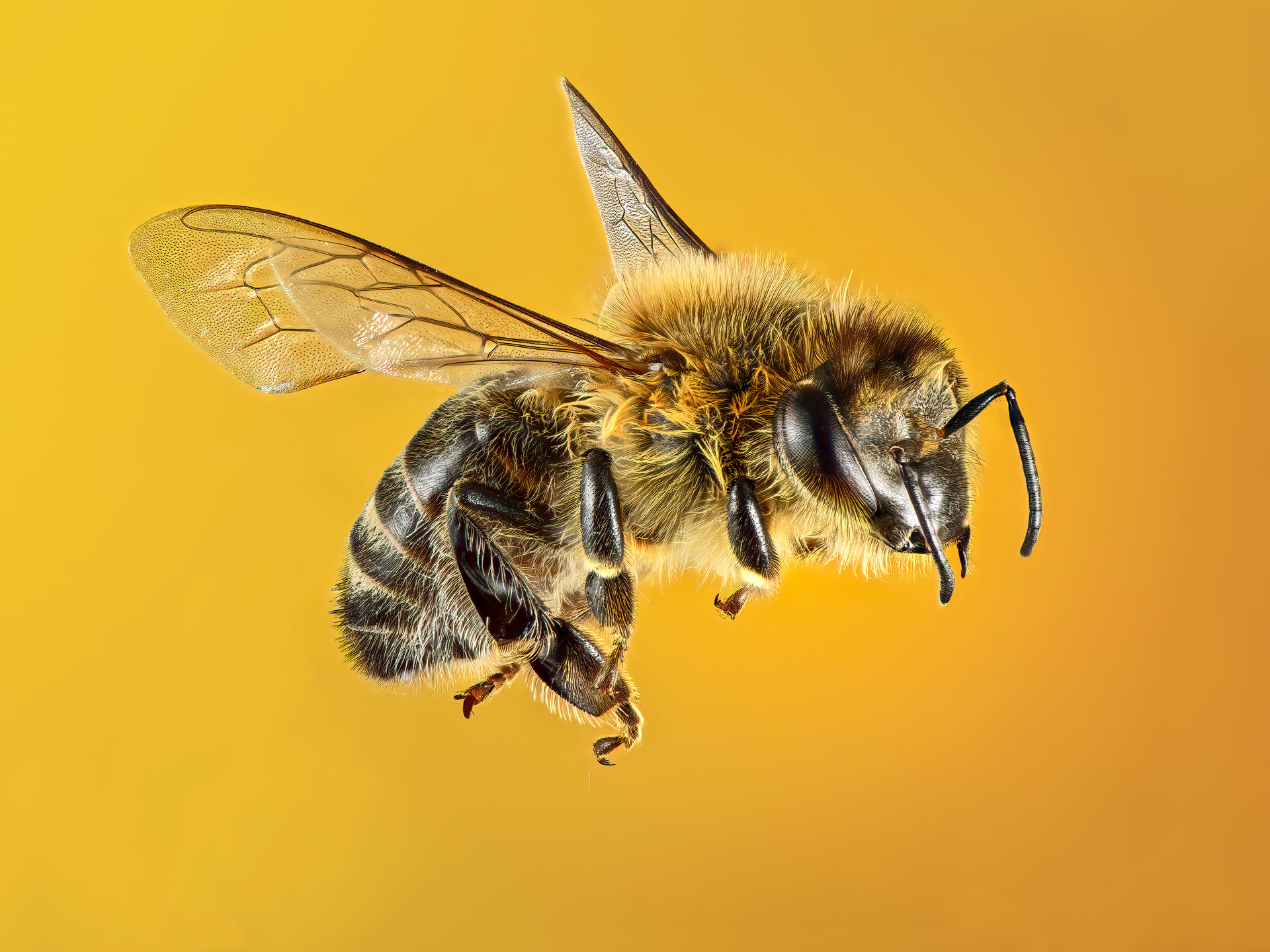 Bild 1 Fotoausstellung -Biene von Roland Burgert