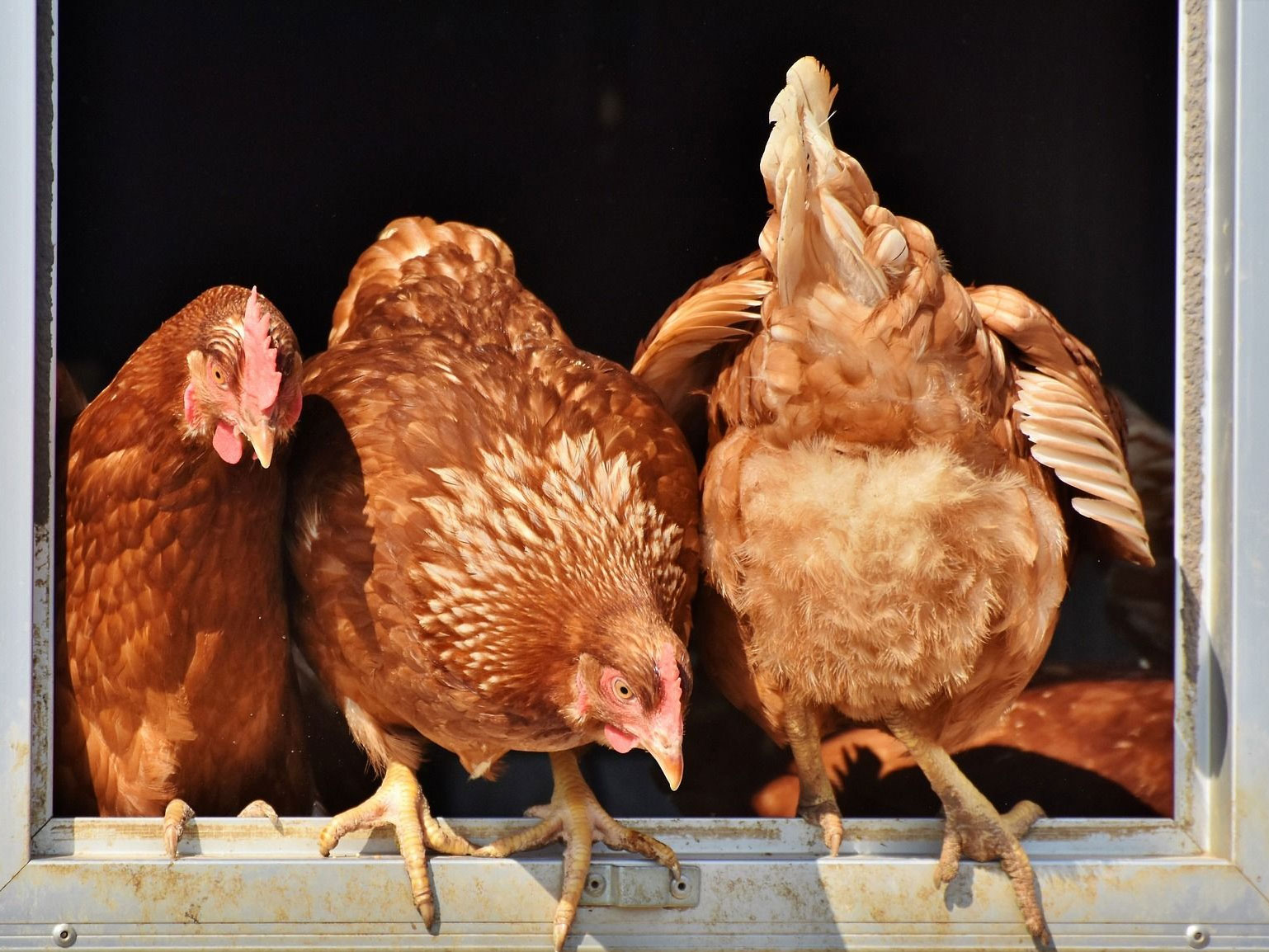 Huhn zum Artikel Hühnerpest